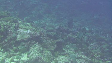 Marbled Grouper