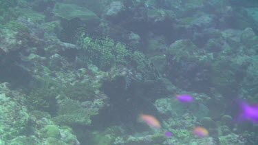 Marbled Grouper