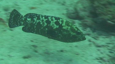 Marbled Grouper