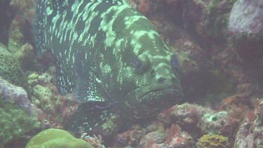 Marbled Grouper