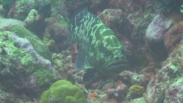 Marbled Grouper