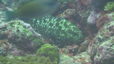 Marbled Grouper