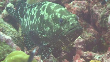 Marbled Grouper