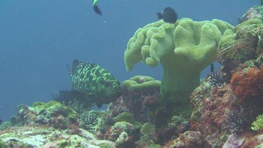 Marbled Grouper