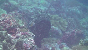 Marbled Grouper