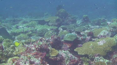Marbled Grouper