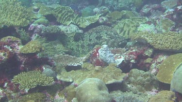 Marbled Grouper