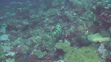 Marbled Grouper