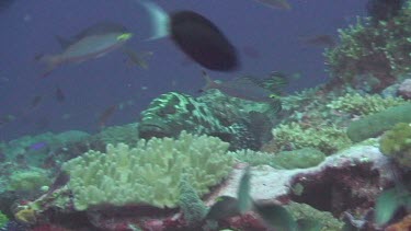 Marbled Grouper