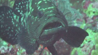 Marbled Grouper