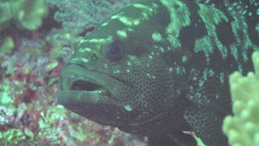 Marbled Grouper