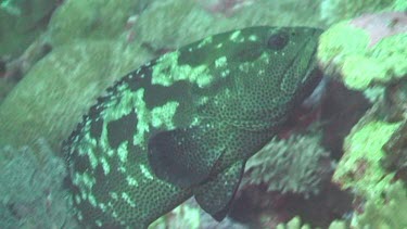 Marbled Grouper