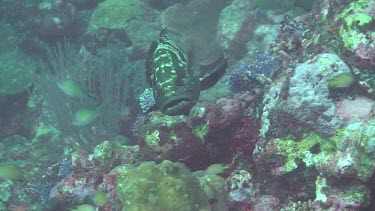 Marbled Grouper