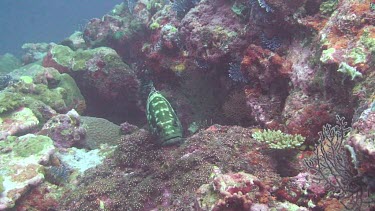 Marbled Grouper