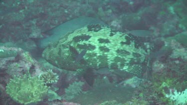 Marbled Grouper