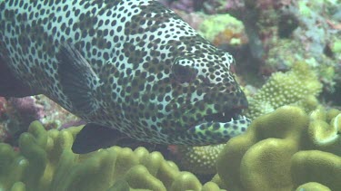 Grouper