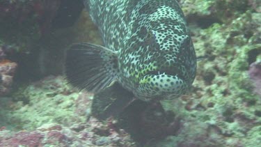 Grouper