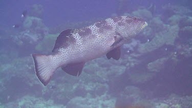 Grouper