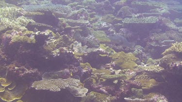 Grouper
