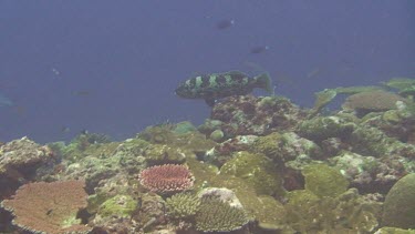 Grouper