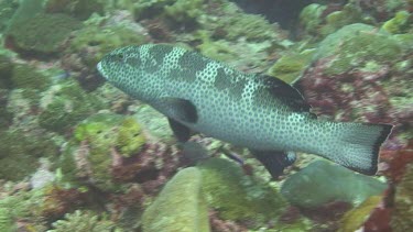 Grouper