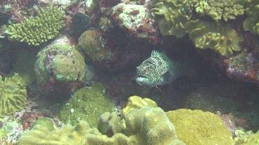 Grouper