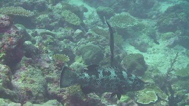 Grouper with Flute Mouth Fish