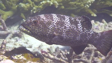 Grouper