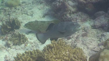 Grouper