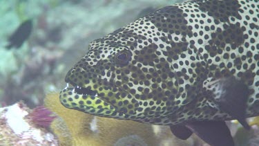 Grouper