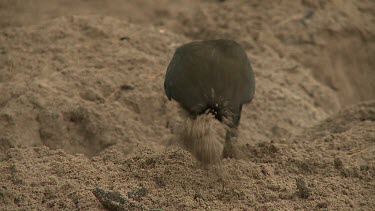 Megapode Bird