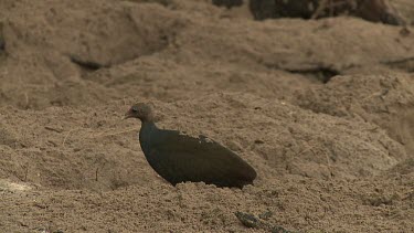 Megapode Bird