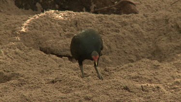 Megapode Bird