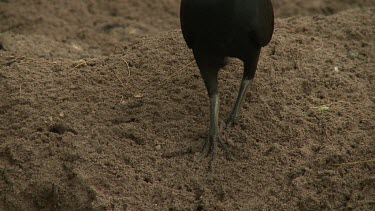 Megapode Bird