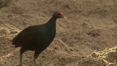 Megapode Bird
