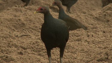 Megapode Bird