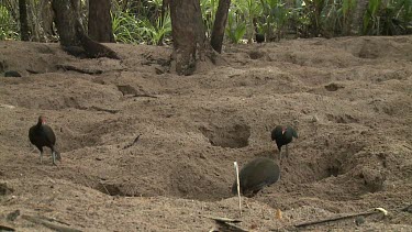 Megapode Bird