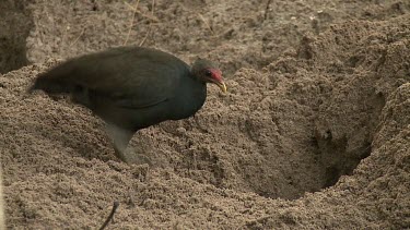 Megapode Bird