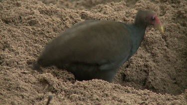 Megapode Bird