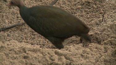 Megapode Bird