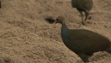 Megapode Bird
