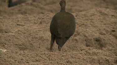 Megapode Bird