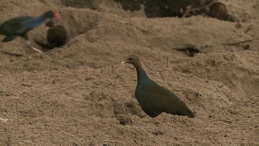 Megapode Bird