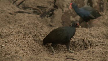 Megapode Bird
