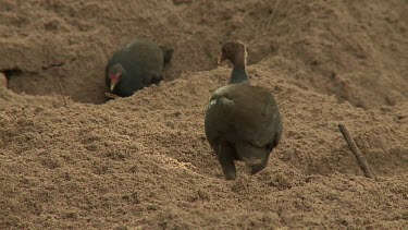 Megapode Bird