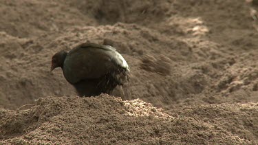 Megapode Bird