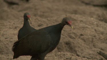 Megapode Bird