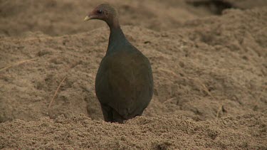 Megapode Bird