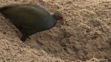 Megapode Bird