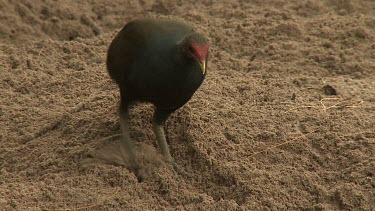 Megapode Bird